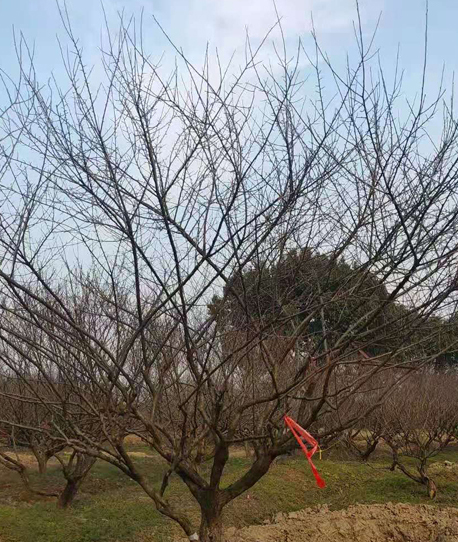 Ʒt÷