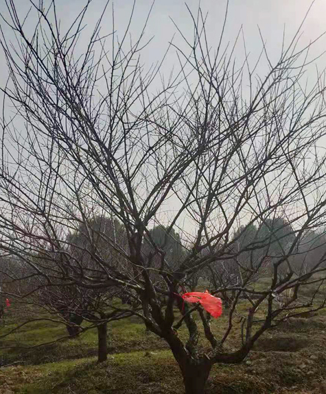 Ʒt÷